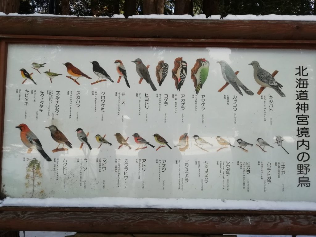 北海道神宮の野鳥の種類の写真